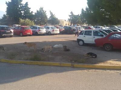 Δρομολογείται άμεσα λύση για τα αδέσποτα...