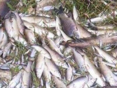 Πάτρα: Κατασχέθηκαν 105 κιλά ψάρια στην Ιχθυόσκαλα