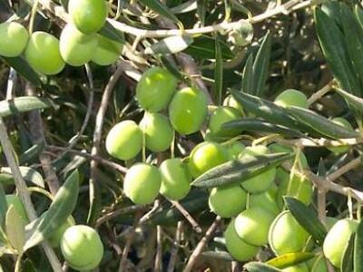 Ηλεία Αδράνεια από τον ΕΛΓΑ για τις αποζ...