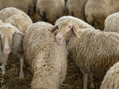 Δυτ. Αχαΐα- Ευλογιά: Αναζητείται αγρότης...