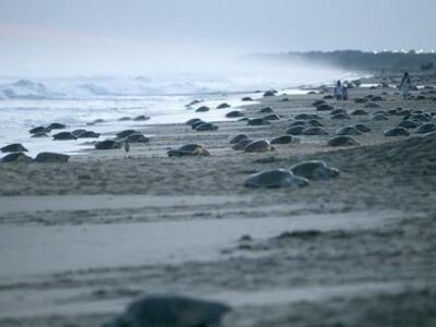 Μεξικό: Περίπου 300 θαλάσσιες χελώνες υπ...