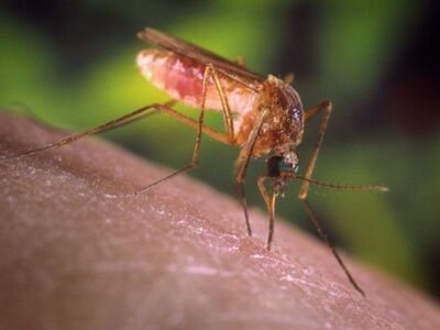 Ιός Δυτικού Νείλου: Επιβεβαιώθηκε κρούσμ...