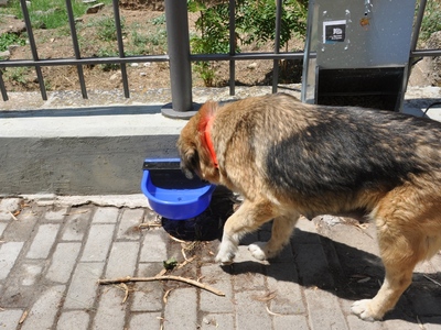Βόνιτσα: Χειροπέδες σε 34χρονο λόγω του σκύλου του