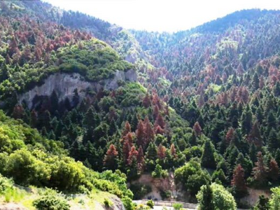 Γιατί ξεραίνονται τα έλατα στην Πελοπόννησο;