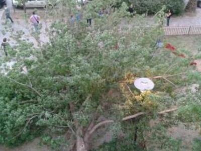 Ξεριζώθηκε δέντρο λόγω του αέρα στην Καλ...