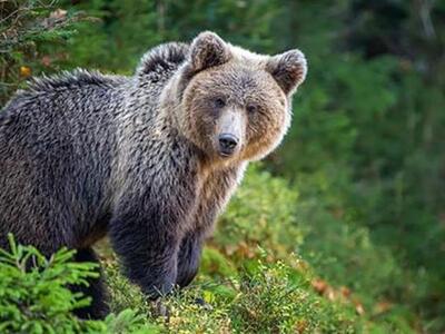 Τρίκαλα: Βοσκός «πάλεψε» με αρκούδα για ...