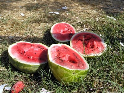 Από την Αμαλιάδα στο εξωτερικό το καρπού...