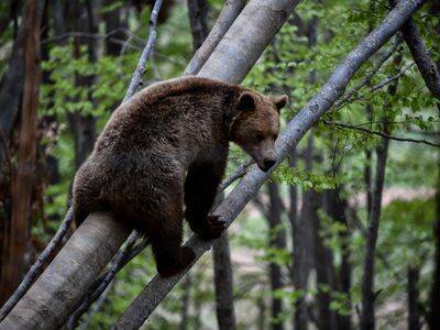 Νεαρή αρκούδα παίζει σκαρφαλώνοντας στα δέντρα