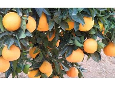 Υποτροφία σε ομογενή για να... ξεφλουδίσ...