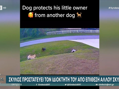 Σκύλος προστατεύει τον ιδιοκτήτη του από...