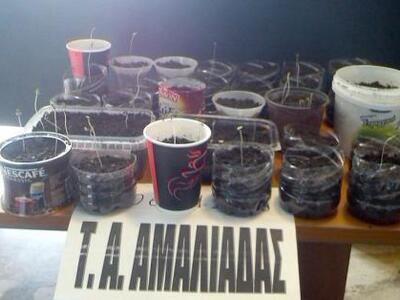 Καβάσιλα Ηλείας: Ανήλικος χασισοκαλλιεργ...