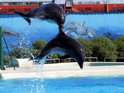 Τέσσερα δελφινάκια από τη Φινλανδία στον...