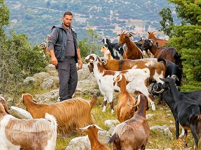 Ορεινή Ναυπακτία: Ο Δημήτρης και τα γίδι...