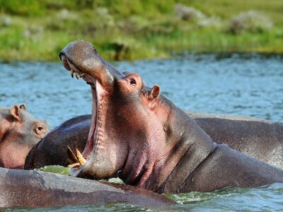 Θετικοί στον κορωνοϊό δύο ιπποπόταμοι στ...