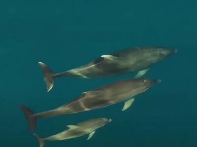 Τεράστιο κοπάδι από δελφίνια «χορεύουν» ...