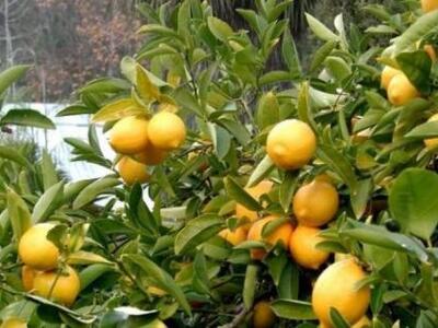 Ηλεία: Κλέφτες με προτίμηση σε φρούτα, ε...