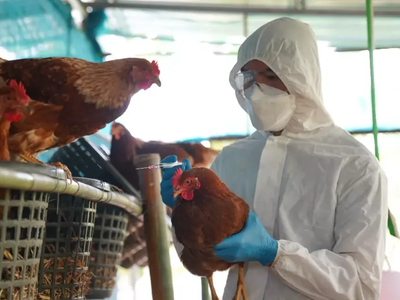 Γρίπη των πτηνών: Εξαπλώνεται σε ΗΠΑ και Ευρώπη