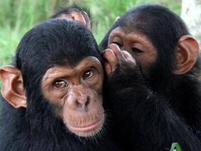 Οι χιμπατζήδες μαθαίνουν νέες ιδέες ο έν...