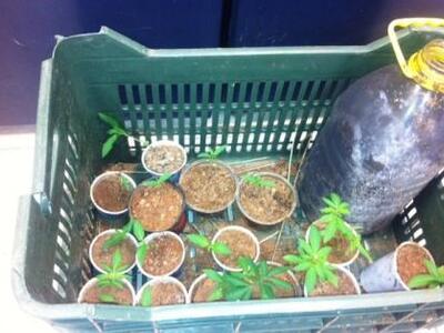 Πάτρα: 27χρονη καλλιεργούσε στο σπίτι τη...