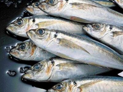 Τεράστια οικολογική καταστροφή: Χιλιάδες...