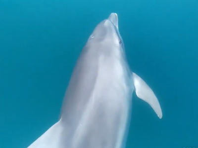 Υπέροχες εικόνες με τα δελφίνια του Αμβρ...