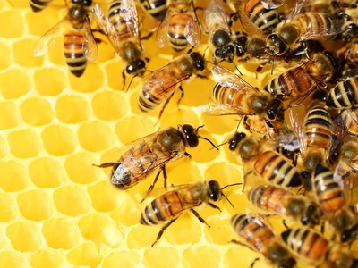 Οι μέλισσες, πηγή πληροφοριών για την υγ...