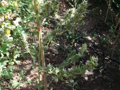 Μεσολόγγι: Καλλιεργούσαν "σπιτικό" χασίς