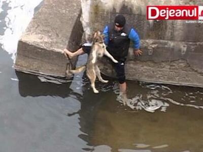 Καρέ καρέ, η διάσωση σκύλου από βέβαιο π...