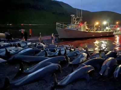 Η μεγαλύτερη μαζική σφαγή δελφινιών στην...