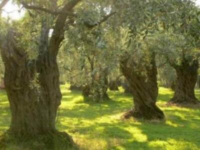 Πετροπόλεμος 80χρονων για 10 ρίζες δένδρων...