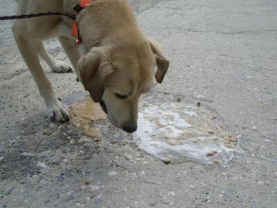 Αχαϊα: Τα έβαλε με τα τετράποδα στον Άνω...