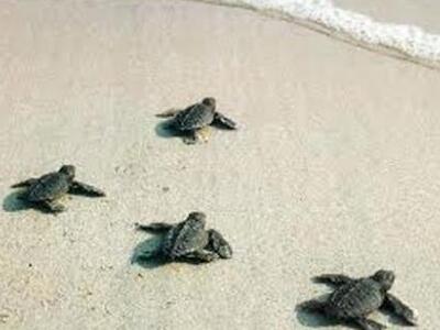 Νεογέννητα χελωνάκια καρέτα-καρέτα στις ...