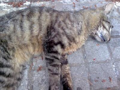 Δήλωσε φιλόζωος αλλα "έφαγε" τ...