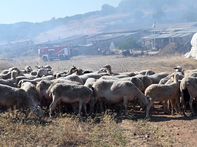 Πανώλη: Απαγορεύτηκαν οι μετακινήσεις αι...