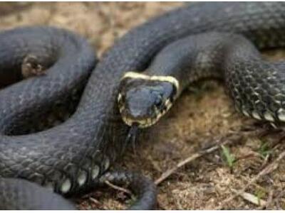 Επικίνδυνα φίδια στην Ελλάδα - Τι να κάν...