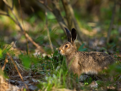 Κυνηγετική περίοδος 2025-2026: Νέοι κανό...