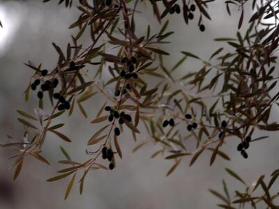 Αγρίνιο: Τριήμερη εκδήλωση γευσιγνωσίας σε μαθητές