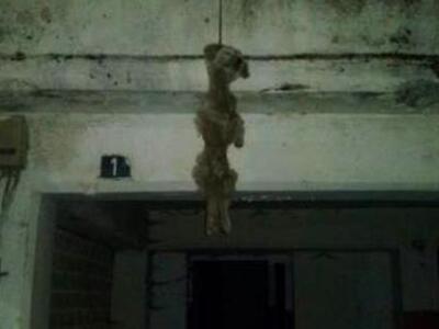 Λεχαινά: Φρικιαστική εικόνα - Κρέμασε ζω...