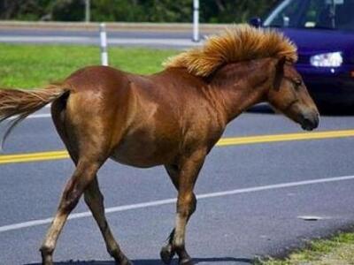 Άλογο προκάλεσε κομφούζιο στην Ε.Ο. Αθην...