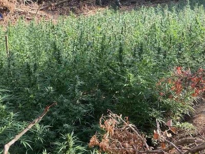 Μεσολόγγι: Εντοπίστηκε χασισοφυτεία με 8...