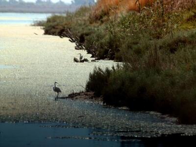 Στη βουλή το θέμα της σφαγής πουλιών στη...
