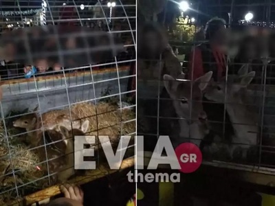 Έβαλαν ελαφάκια σε κλουβί και τα περιέφε...