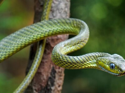 Δάγκωμα από οχιά: Η αντίδραση που μπορεί...