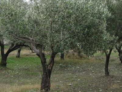 Πάτρα: Ημερίδα για ελαιοπαραγωγούς και α...