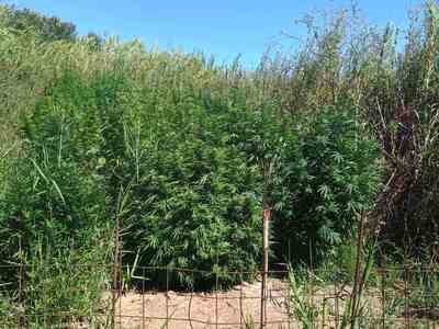 Μεσολόγγι: Εξάρθρωση μεγάλης χασισοφυτεί...