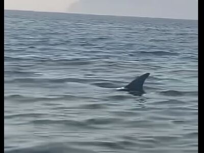 Πάτρα: Έκπληξη στο Ριο με δελφίνι που εμ...