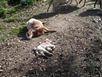 Από τα μέσα Οκτώβρη οι αποζημιώσεις σε κ...