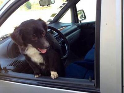 Αιτωλ/νια: Αστυνομική φροντίδα στο σκυλά...