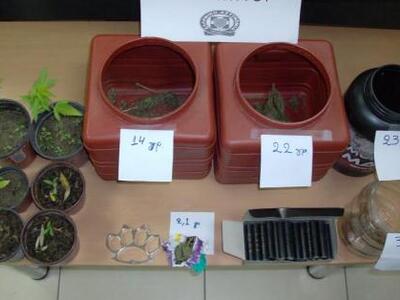 Συνελήφθη 36χρονος  στην Ηλεία για καλλι...