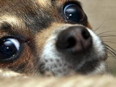 Ο φόβος «διδάσκεται» μέσω της μυρωδιάς α...